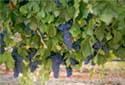 Grapes growing on the vine