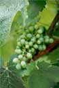 Grapes hanging in a vineyard